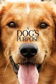 A Dog’s Purpose (2017) Full Movie Download Gdrive