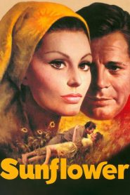 Sunflower (1970) Full Movie Download Gdrive Link