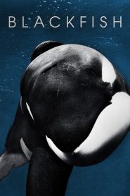 Blackfish (2013)  1080p 720p 480p google drive Full movie Download